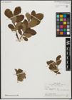Foto von Salix aegyptiaca L.